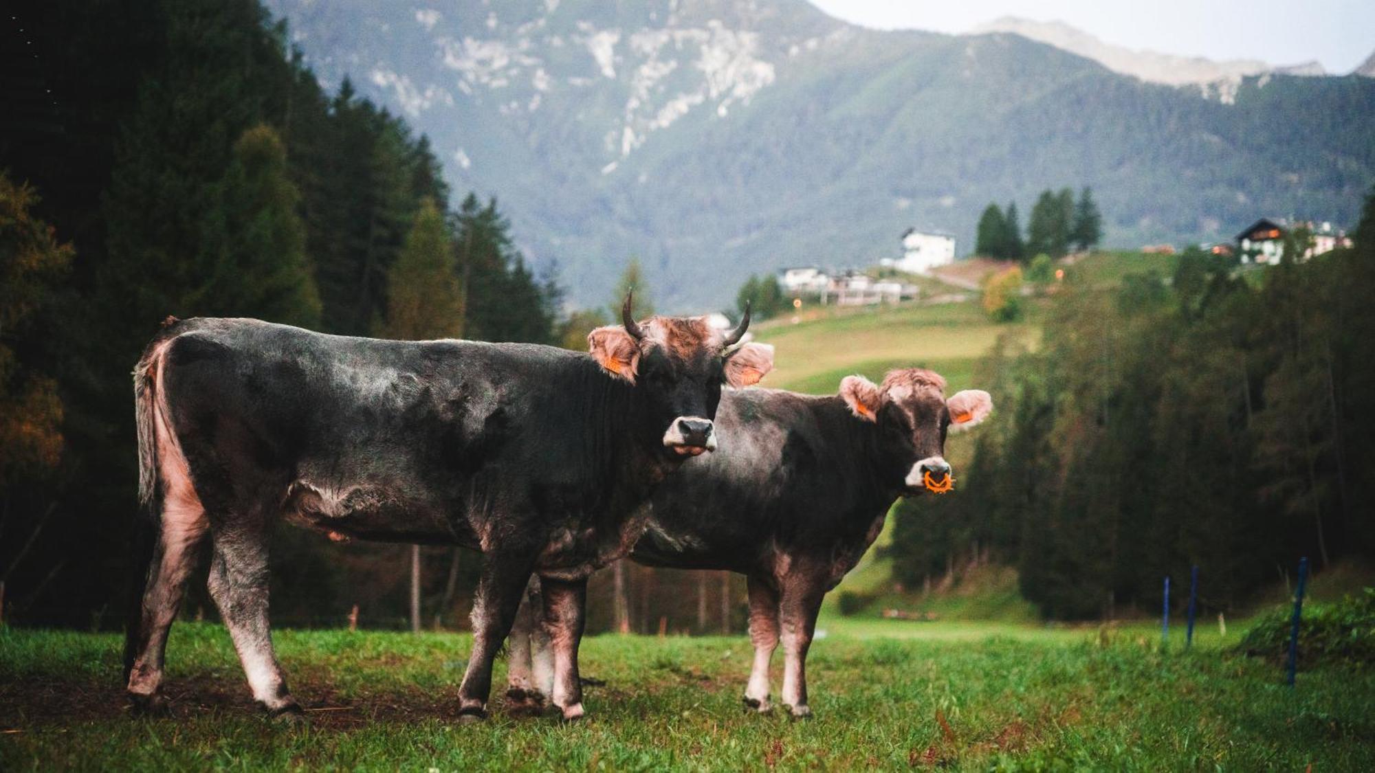 Nagelehof Bendelstein